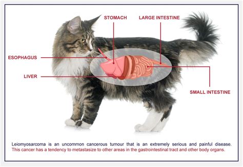 what are the symptoms of colon cancer in cats